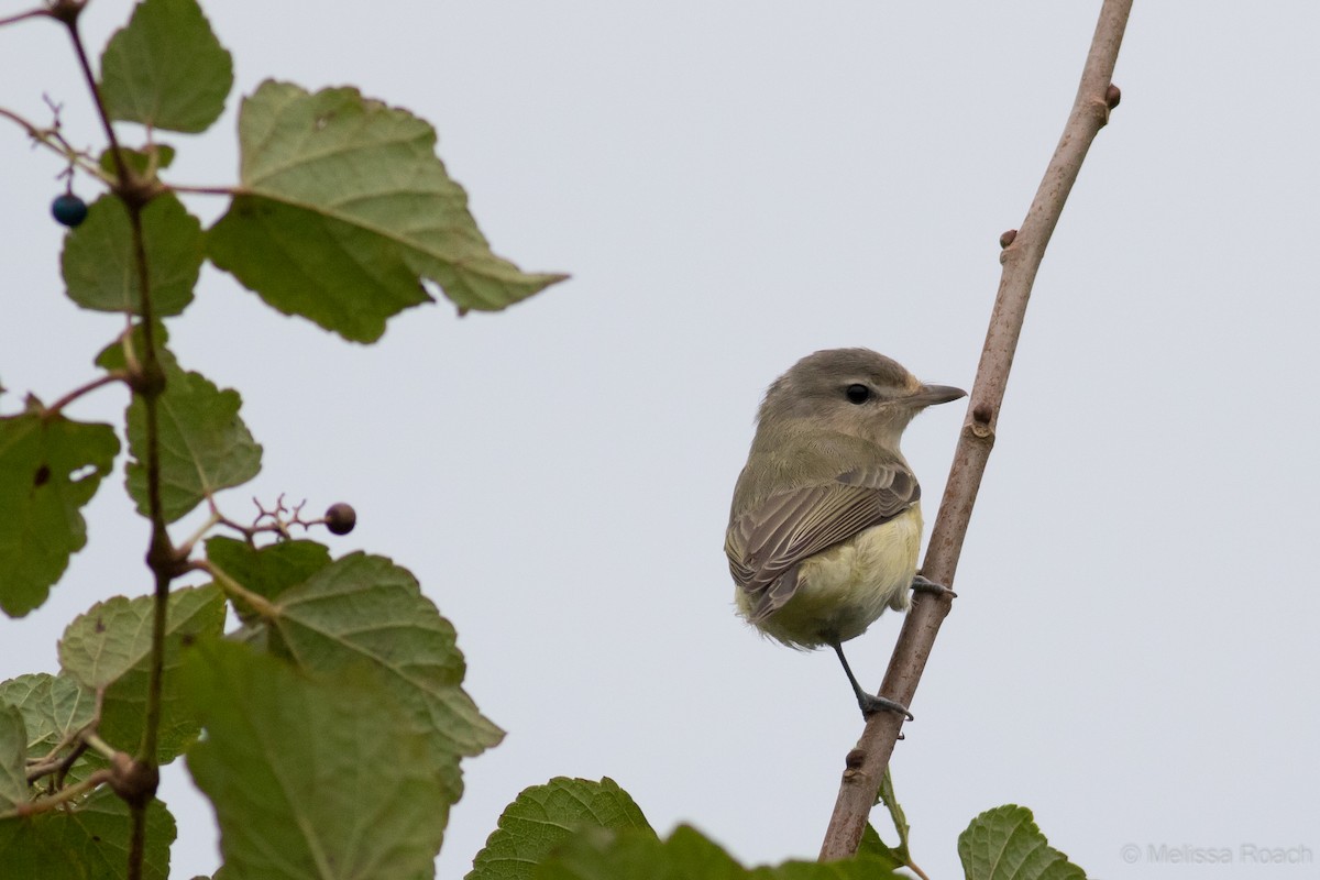 Warbling Vireo - ML118932631