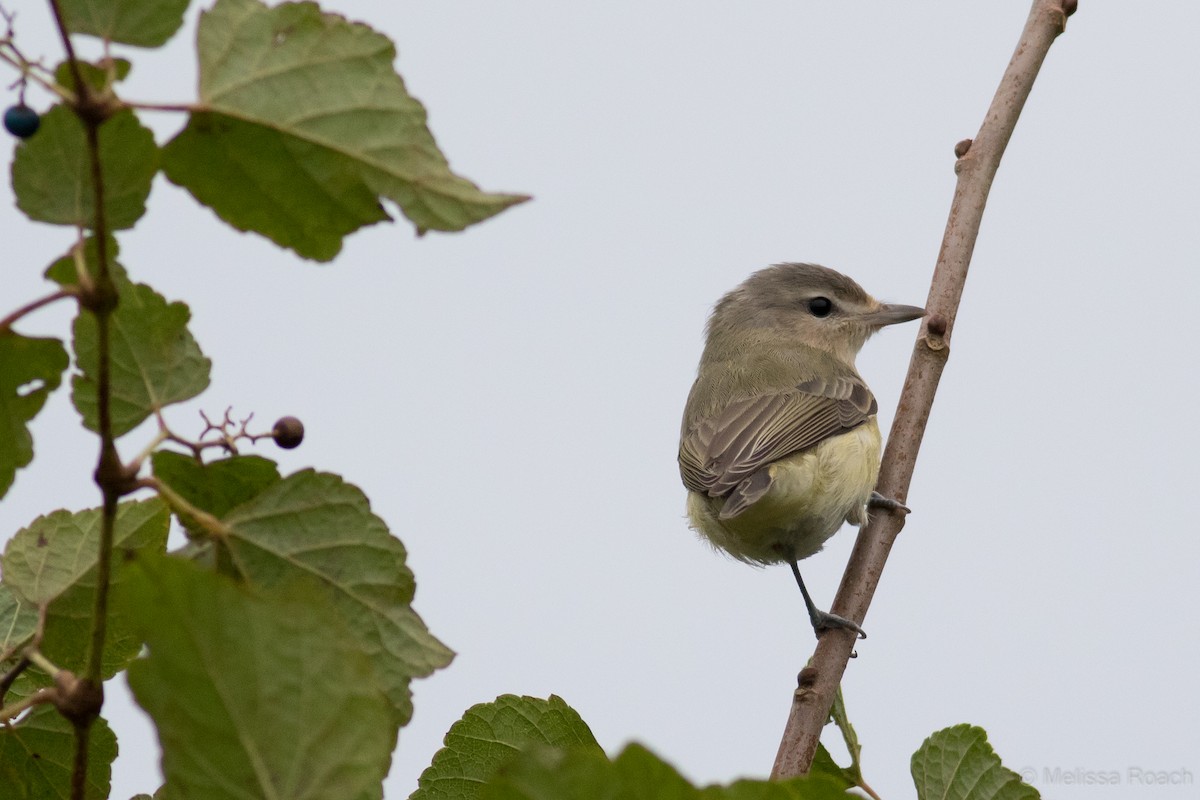 Warbling Vireo - ML118932651