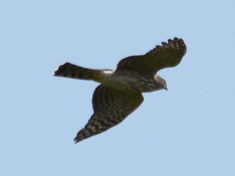 Sharp-shinned Hawk - Richard Buist