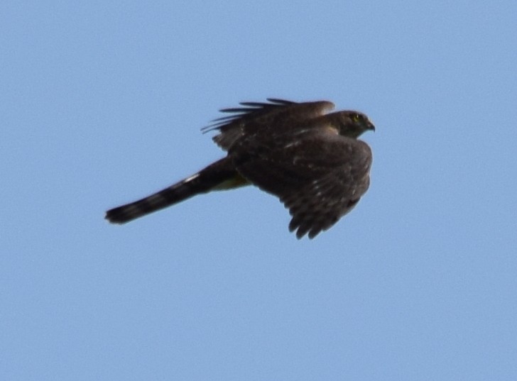 Sharp-shinned Hawk - ML118936631