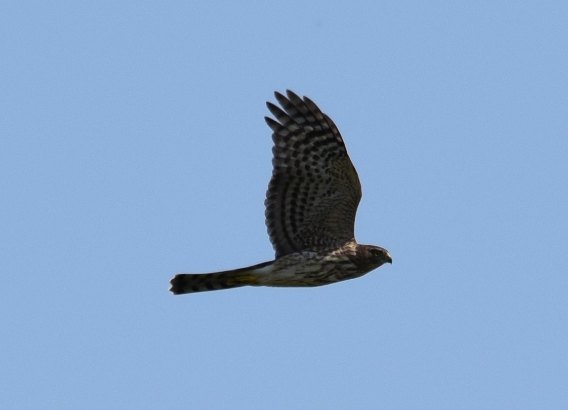 Sharp-shinned Hawk - ML118936651