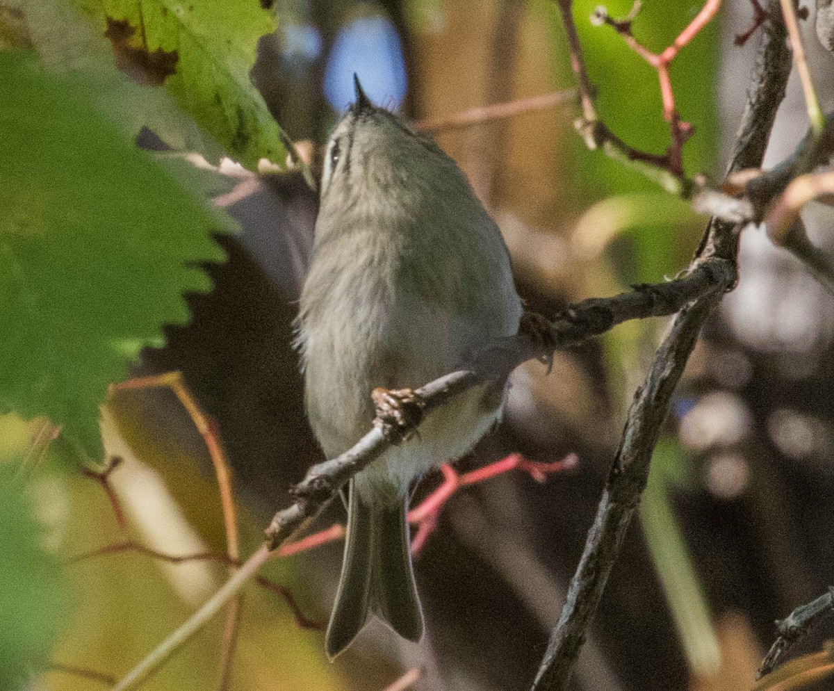 Golden-crowned Kinglet - ML118936971