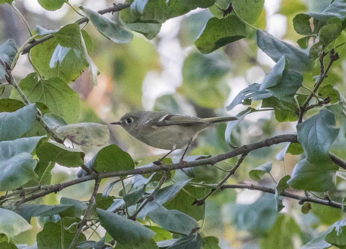 Ruby-crowned Kinglet - Robert Bochenek