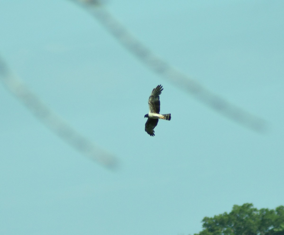 Long-winged Harrier - ML118937081
