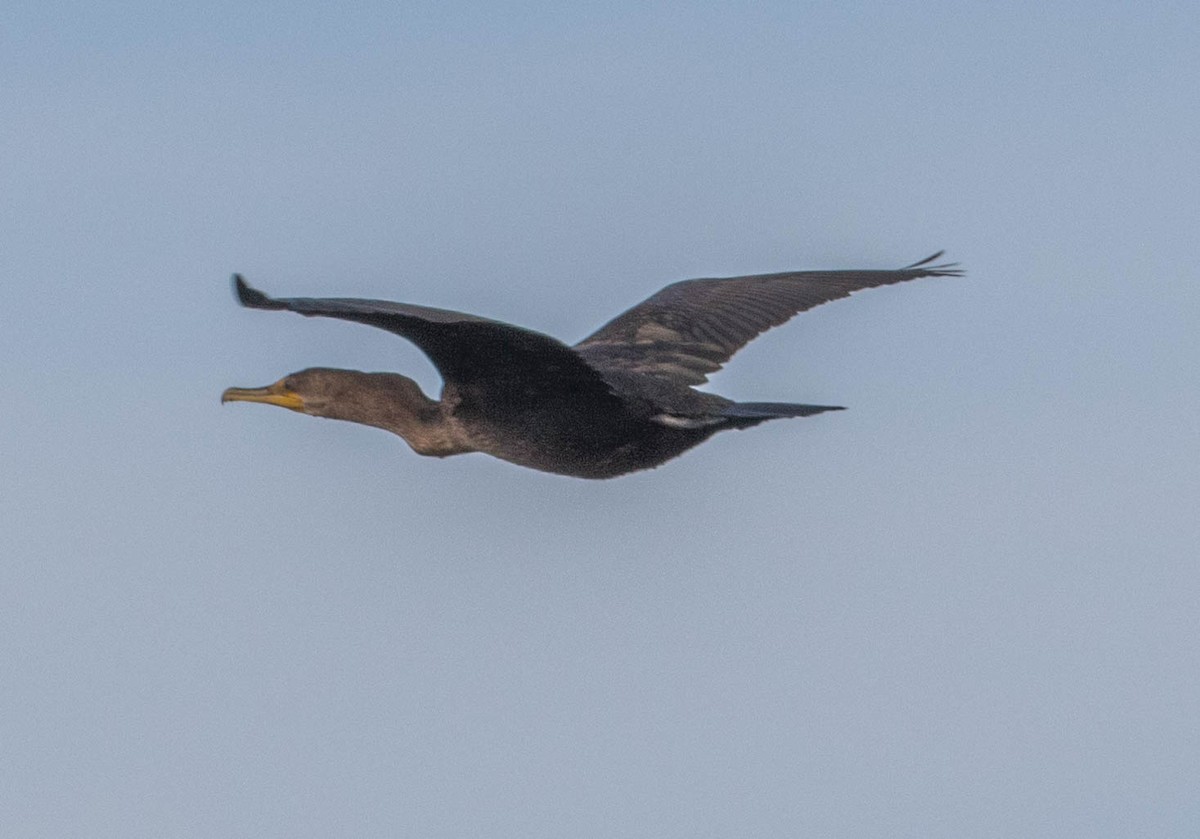 Double-crested Cormorant - Robert Bochenek