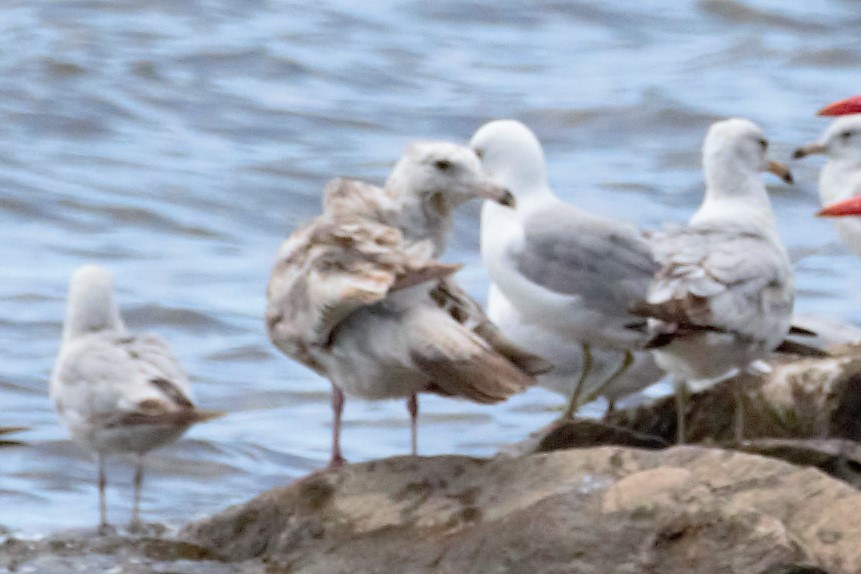 Herring Gull - Luc Tremblay