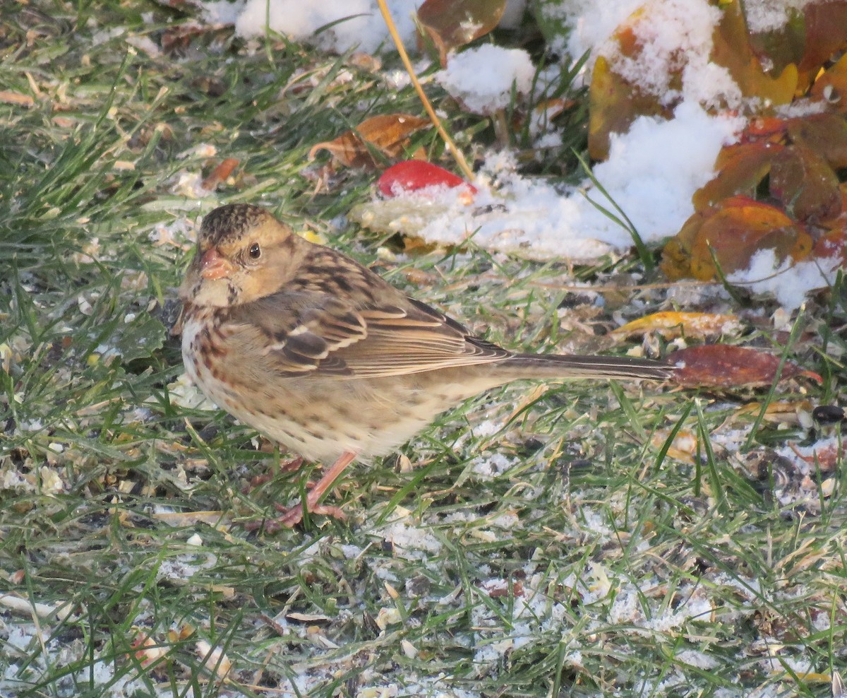 Harris's Sparrow - ML118939331