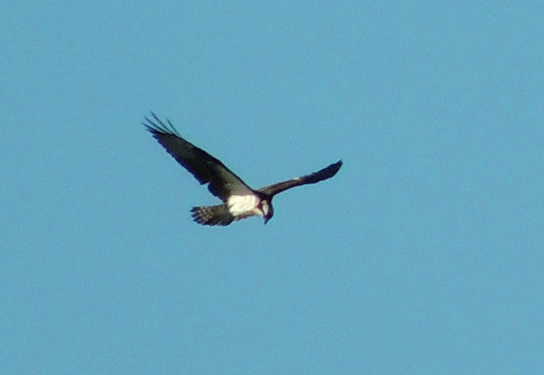 Osprey - Terry Anderson