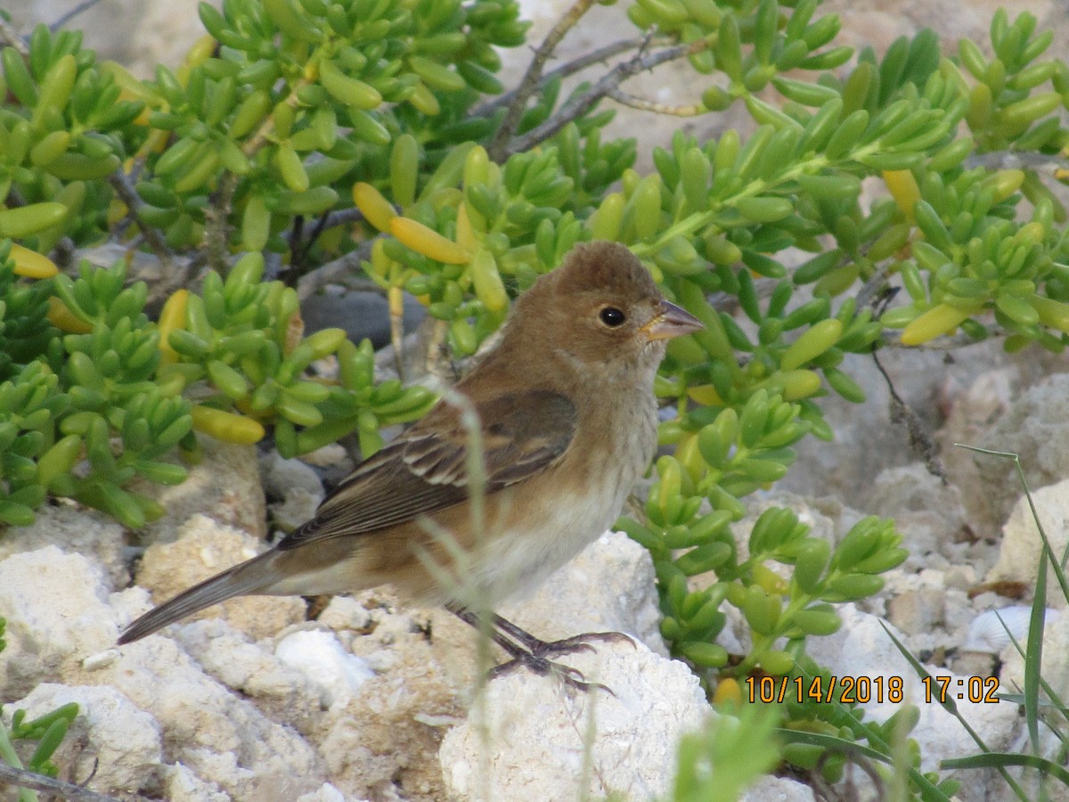 Indigo Bunting - Vivian F. Moultrie