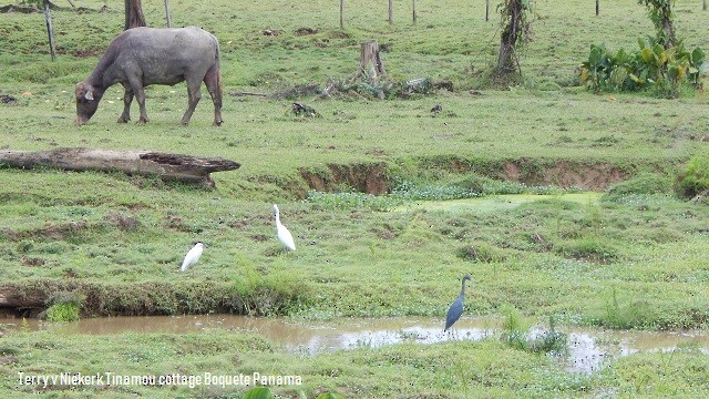 Little Blue Heron - ML118942001