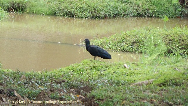 Green Ibis - ML118942091