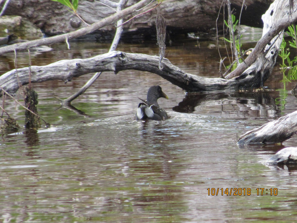 Common Gallinule - ML118942381