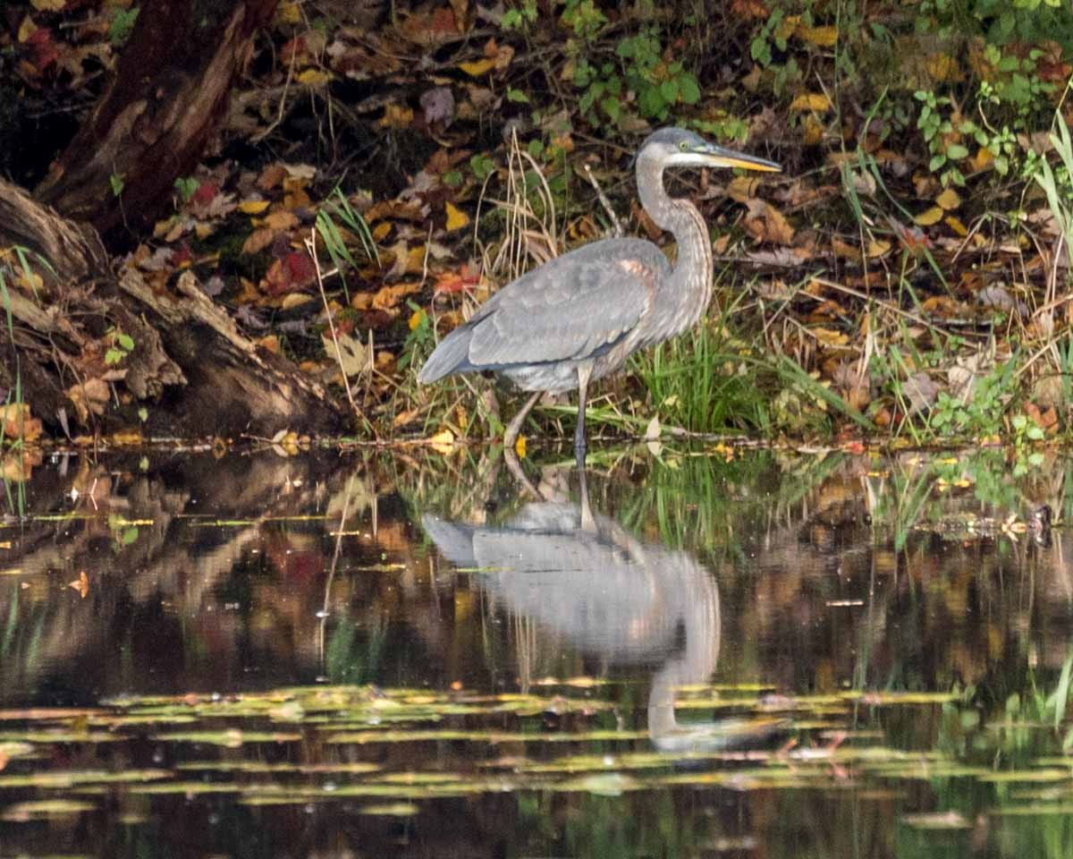 Great Blue Heron - Michael Foster