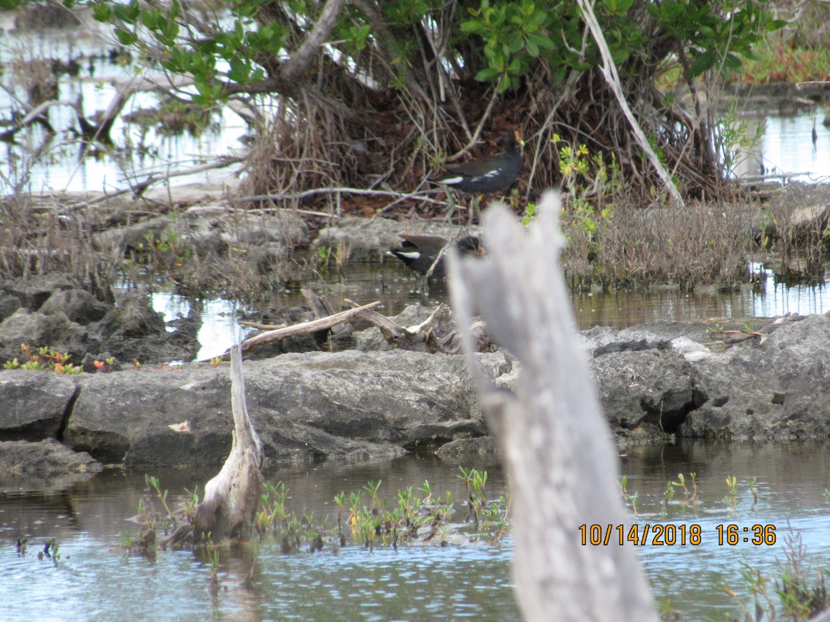 Common Gallinule - ML118942521