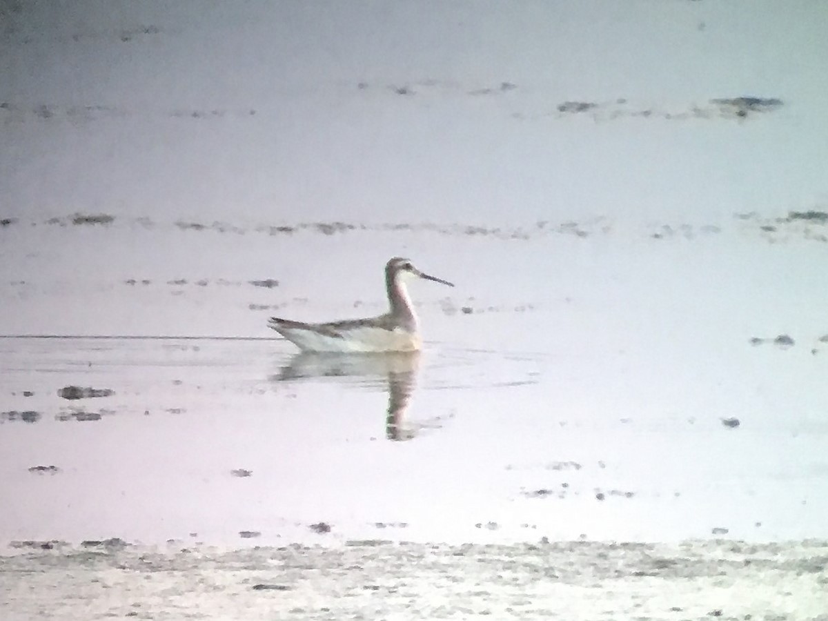 Wilson's Phalarope - ML118942981