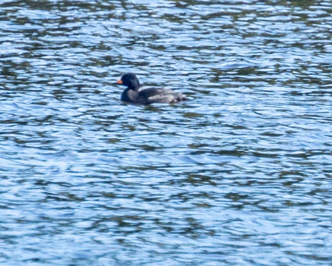 Black Scoter - ML118943091