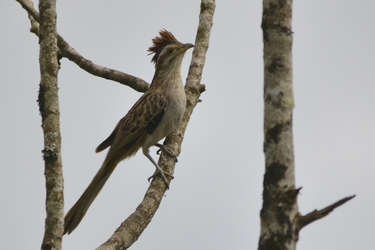 Striped Cuckoo - ML118943131