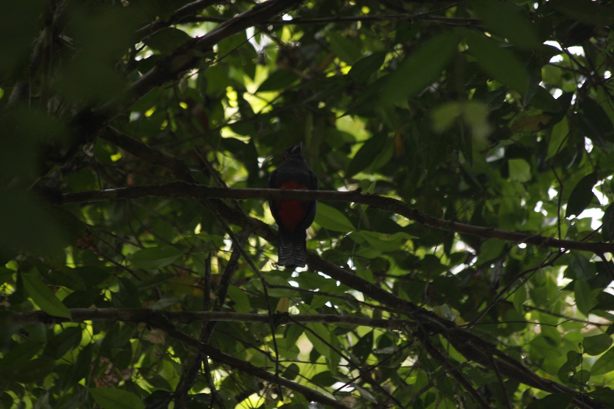 Baird's Trogon - ML118944201