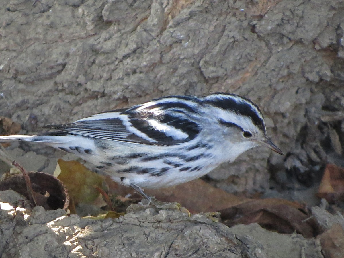 Black-and-white Warbler - ML118944241