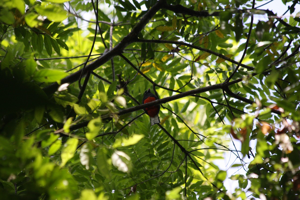 Baird's Trogon - Kent Russell