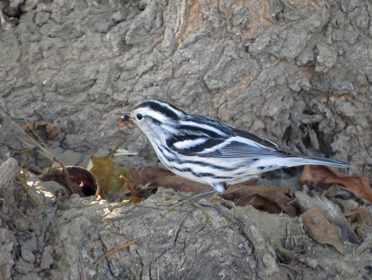 Black-and-white Warbler - ML118944321