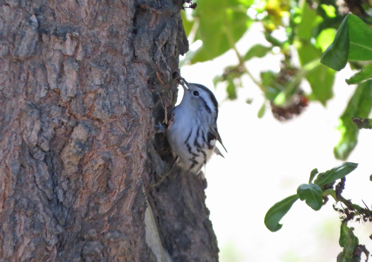 Black-and-white Warbler - ML118944431