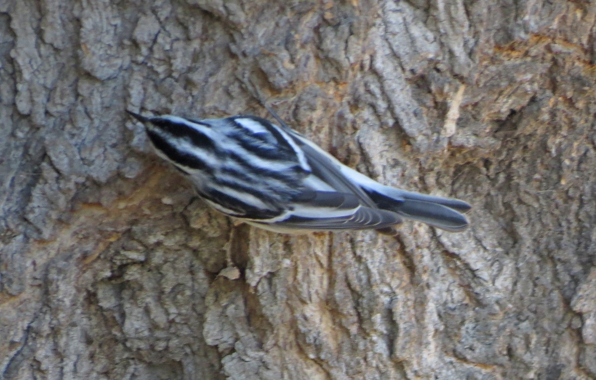 Black-and-white Warbler - ML118944571