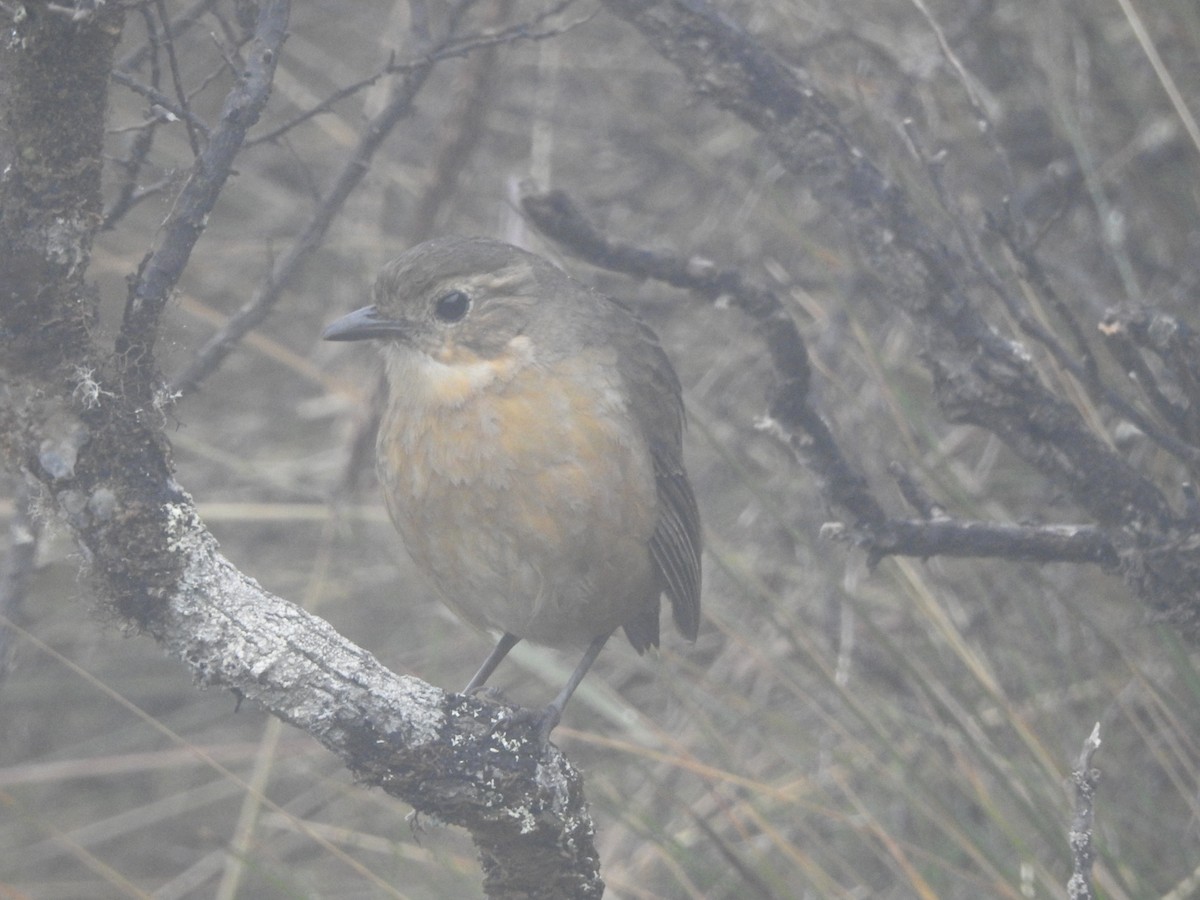 Tawny Antpitta - ML118944881