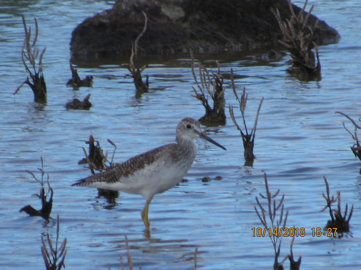 Greater Yellowlegs - ML118946541