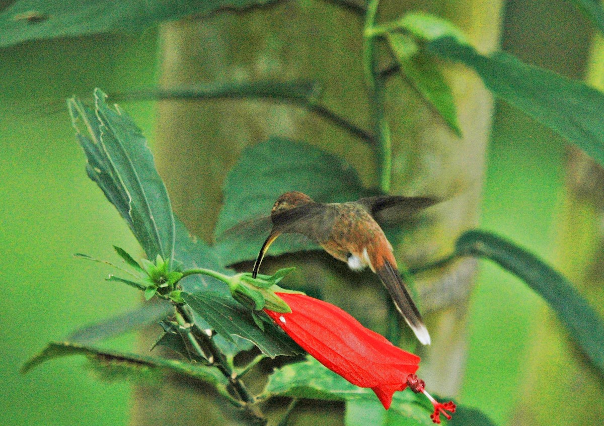 Stripe-throated Hermit - Juan Escudero