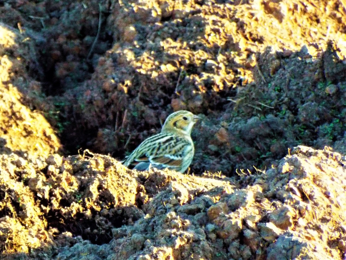 Lapland Longspur - ML118947521