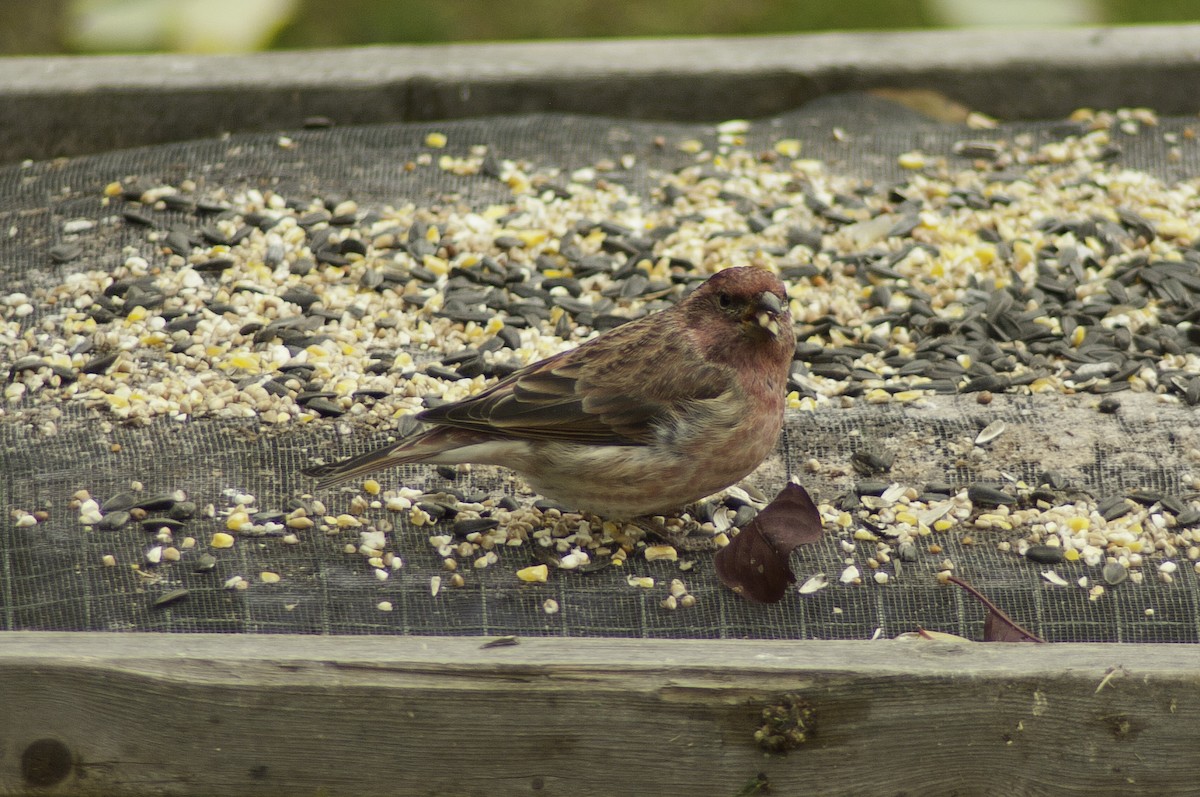 Purple Finch - ML118948041