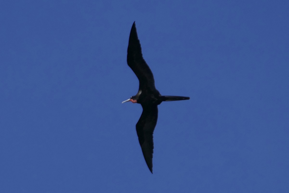 Magnificent Frigatebird - ML118949071