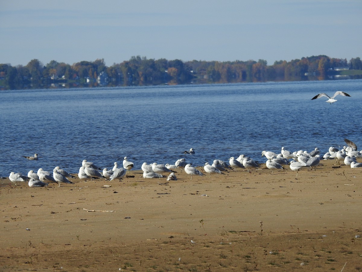 Ring-billed Gull - ML118949401