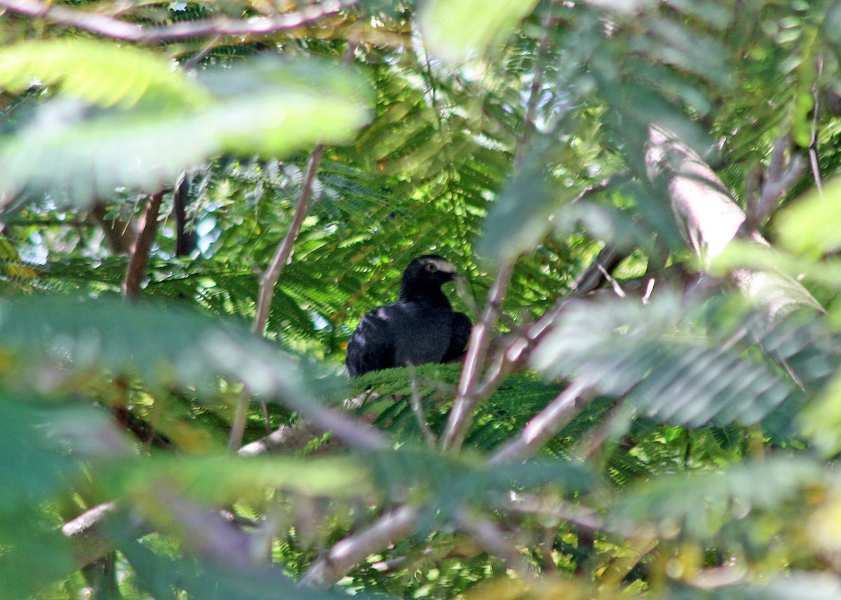 White-crowned Pigeon - ML118949501