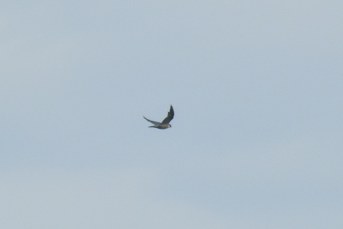 Эгэл шонхор - ML118949761