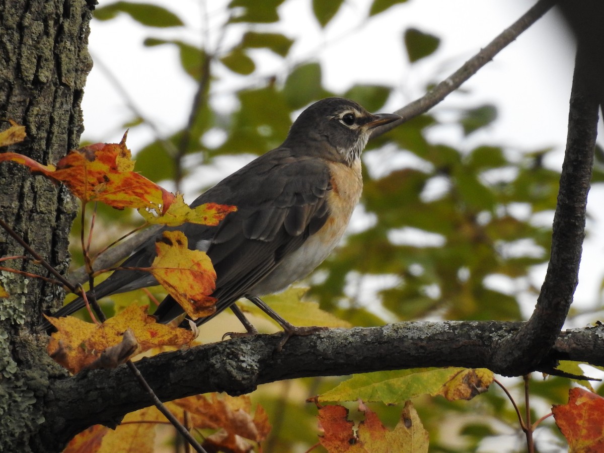 American Robin - ML118949941