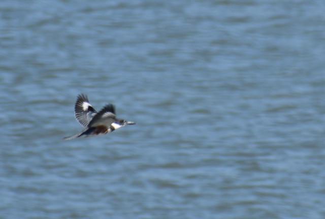 Belted Kingfisher - ML118950131