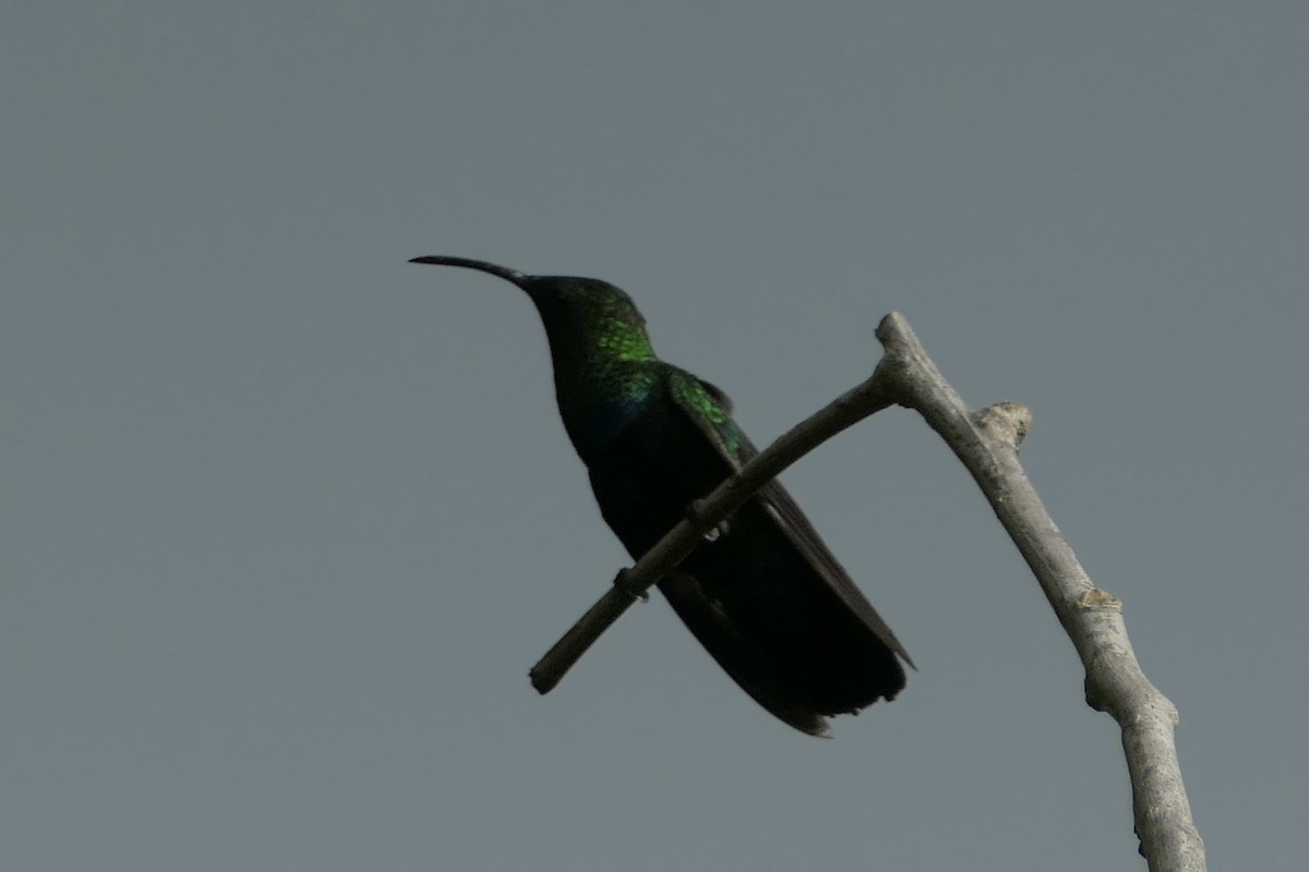 Green-throated Carib - ML118950141