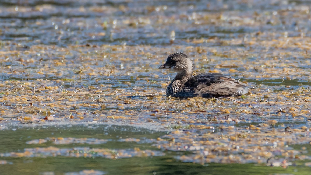 Pied-billed Grebe - Dan Hackley