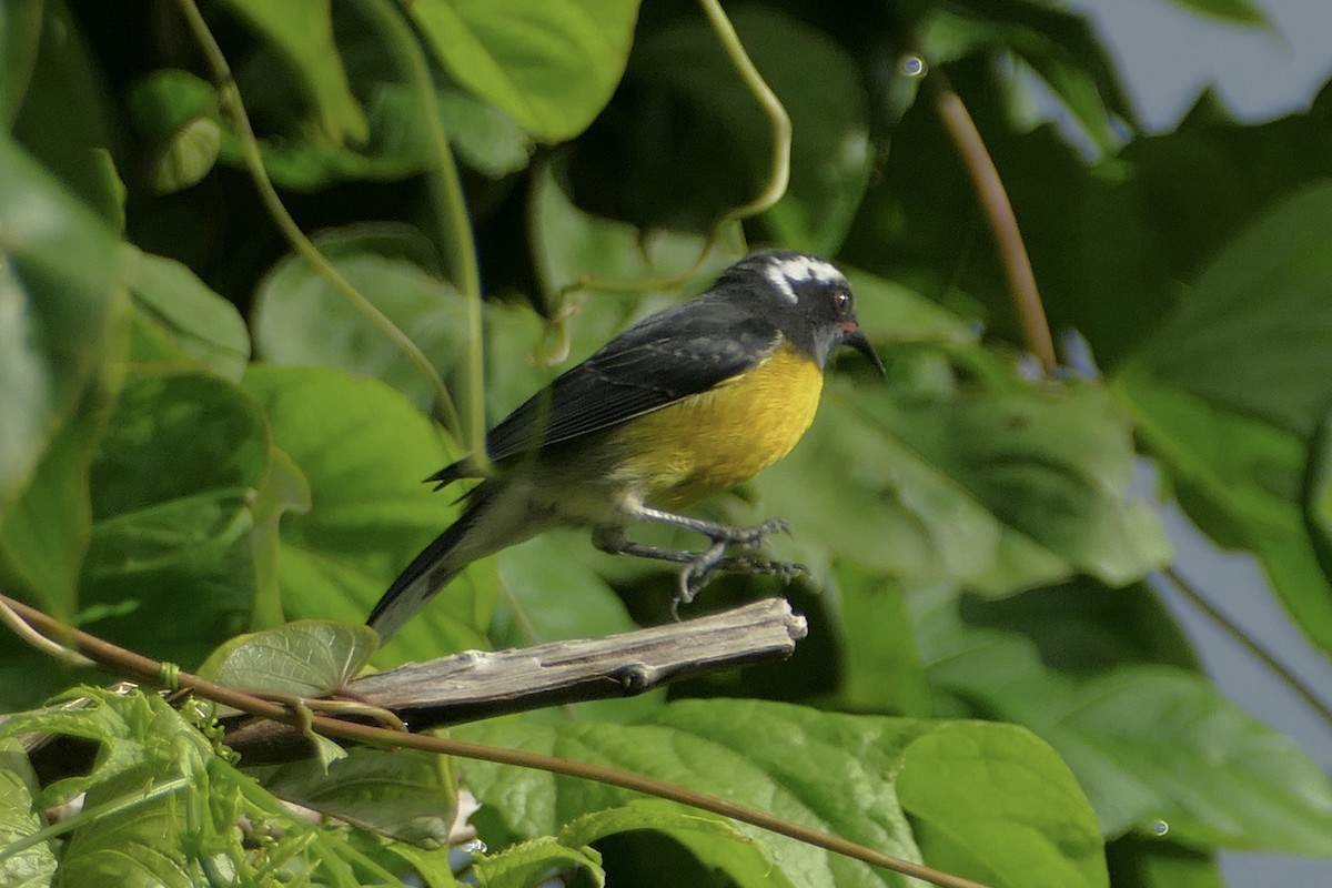 Sucrier à ventre jaune - ML118950901