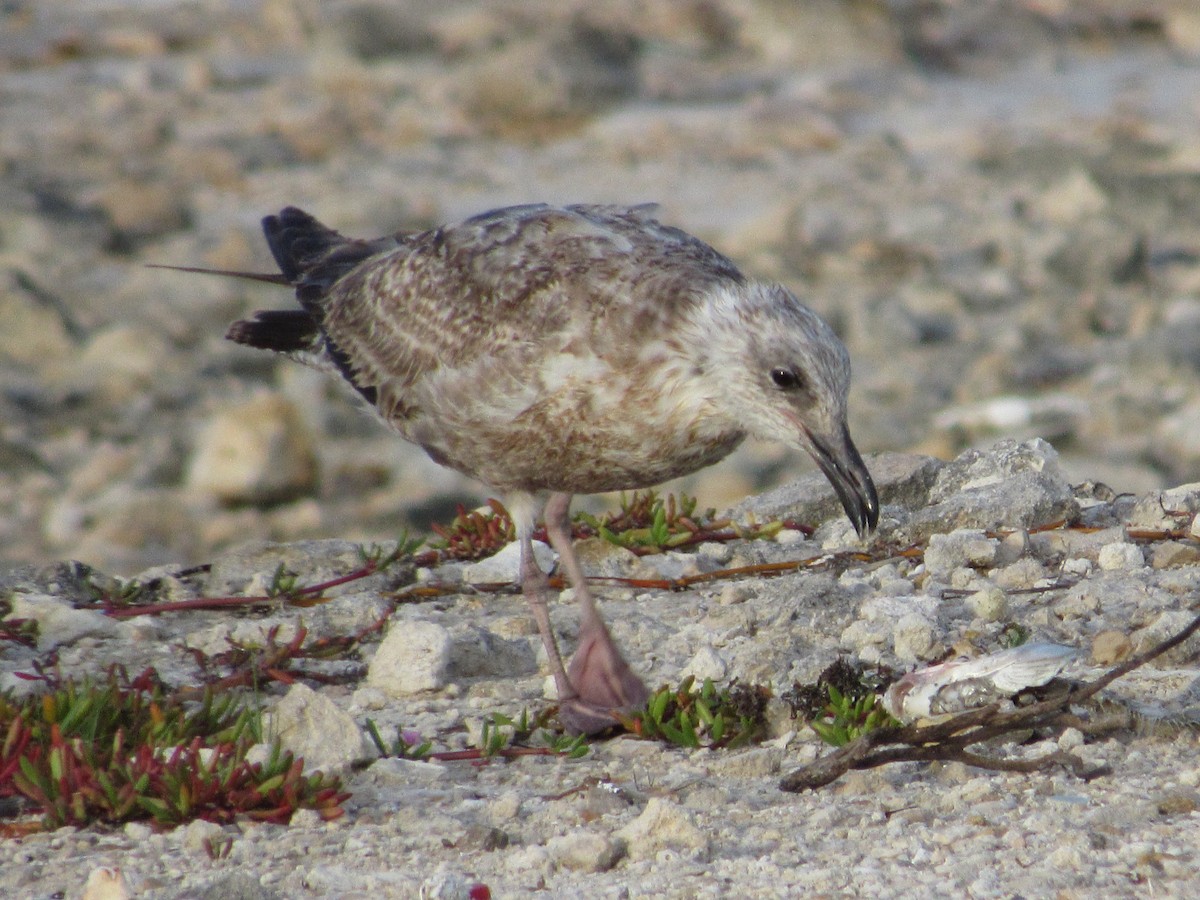 racek stříbřitý (ssp. smithsonianus) - ML118951191