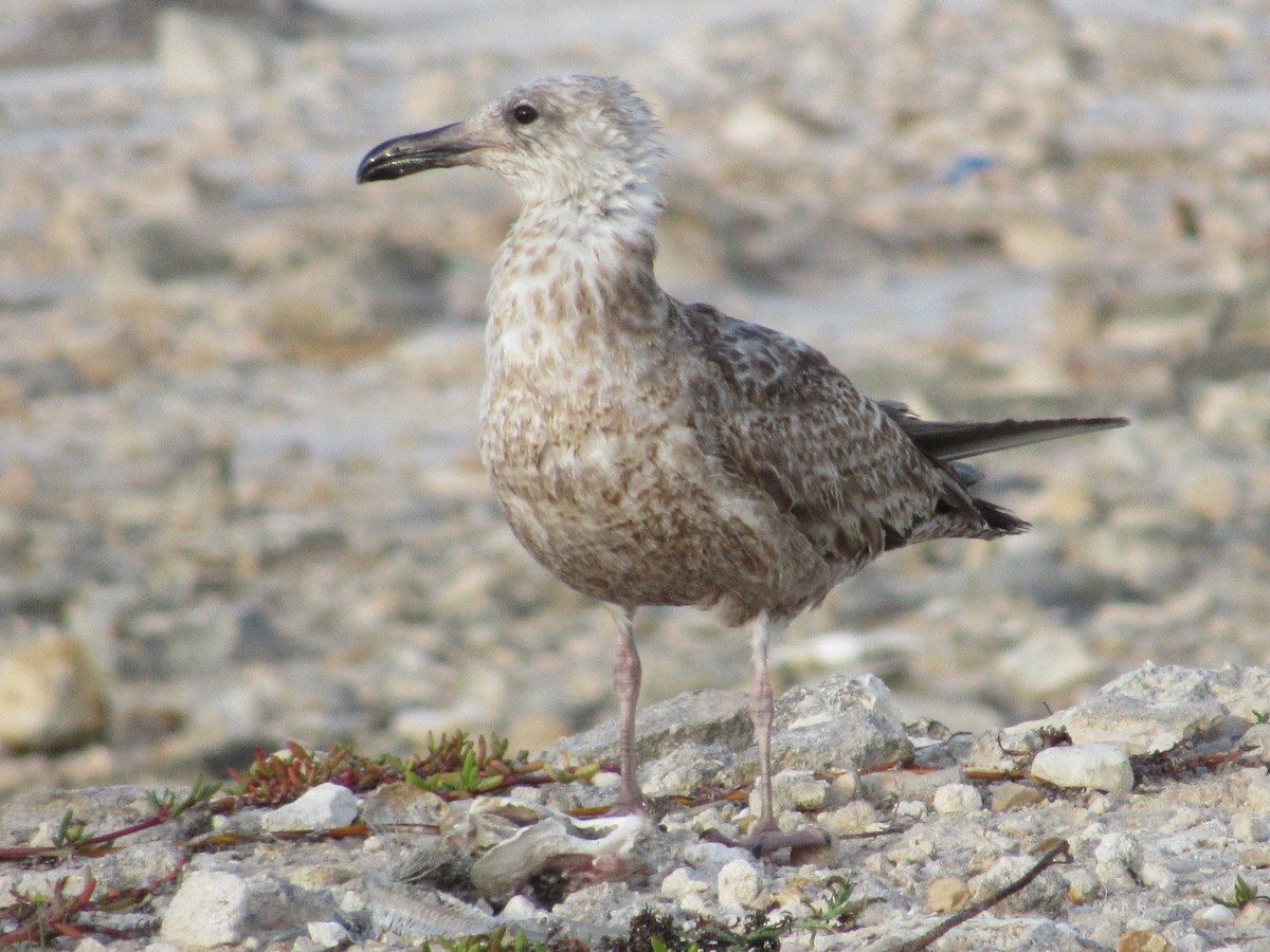 Gaviota Argéntea - ML118951211