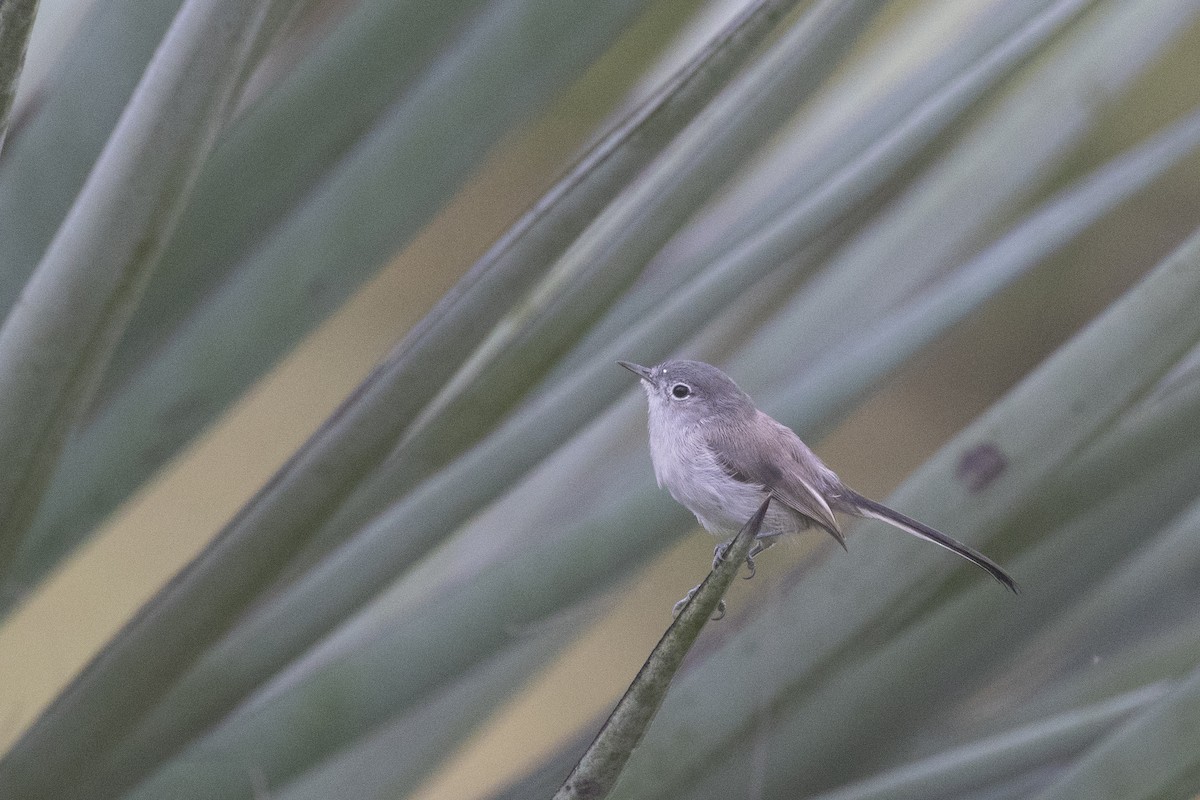 Black-tailed Gnatcatcher - ML118951381