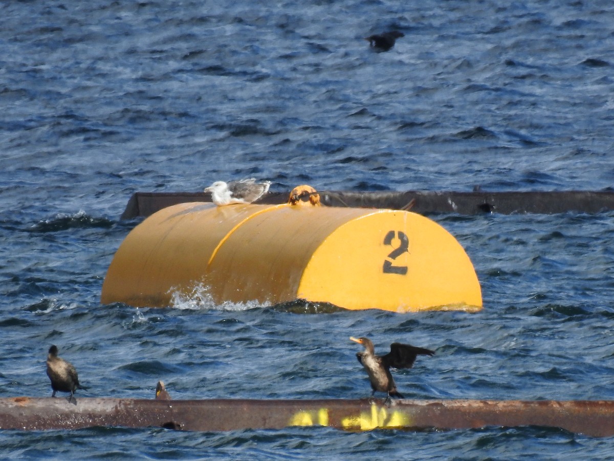 Great Black-backed Gull - ML118953121