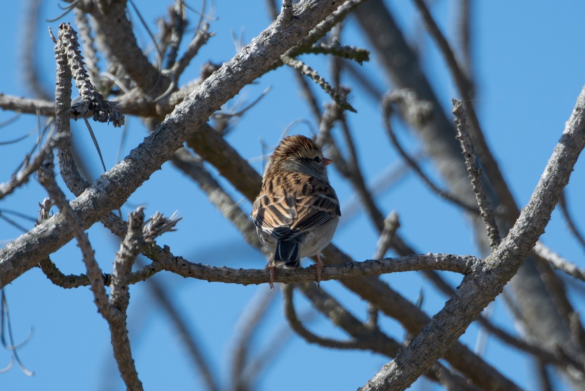 Chipping Sparrow - ML118953151