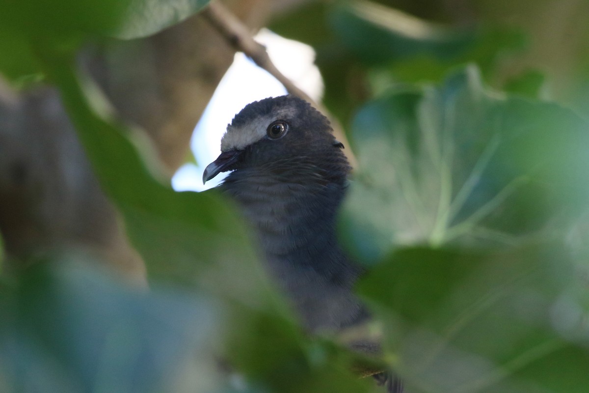 White-crowned Pigeon - ML118953181