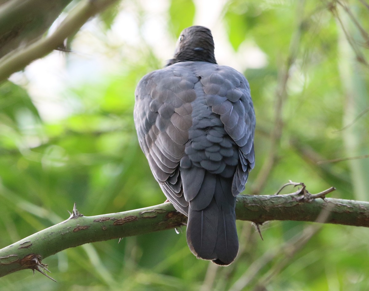 Pigeon à couronne blanche - ML118953491