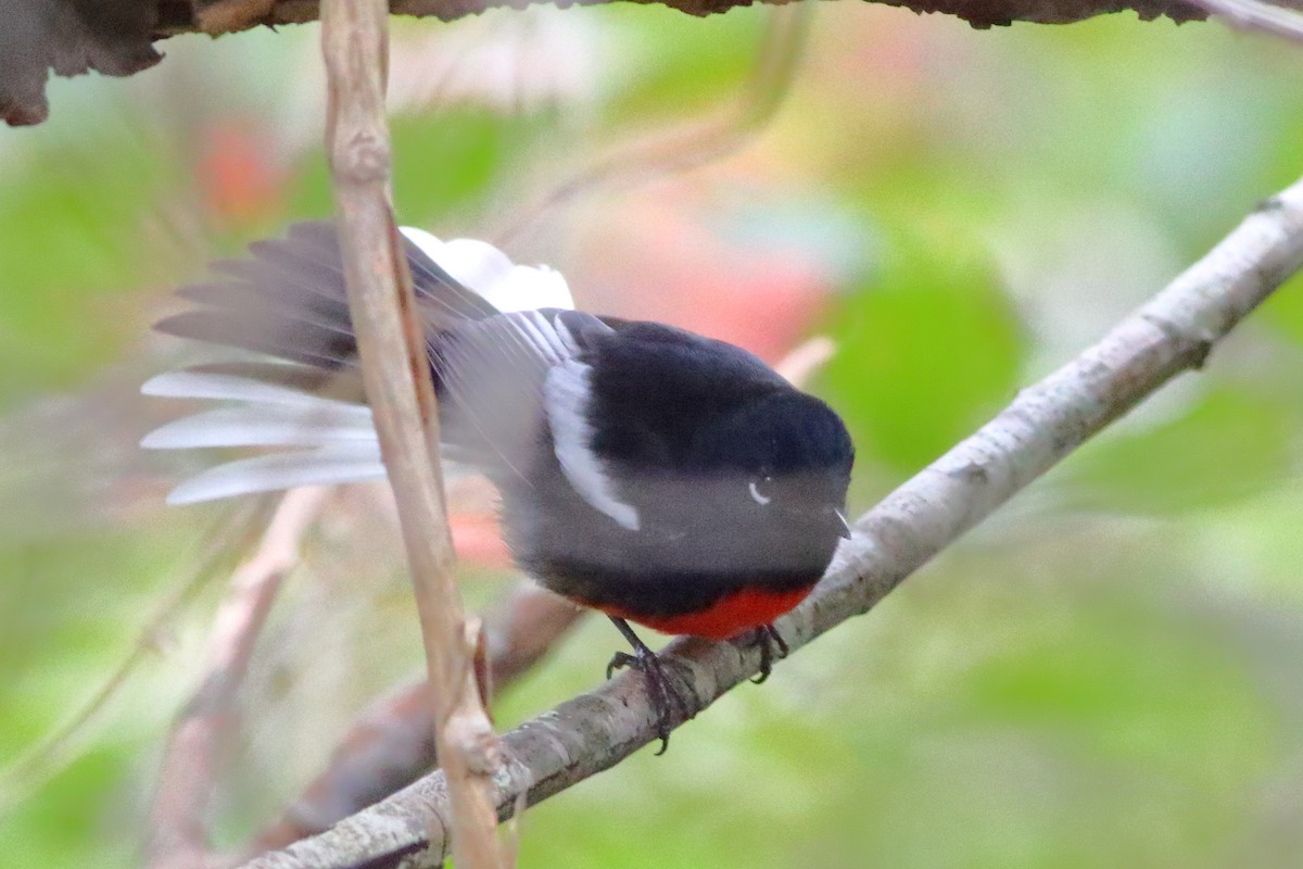 Painted Redstart - ML118953561