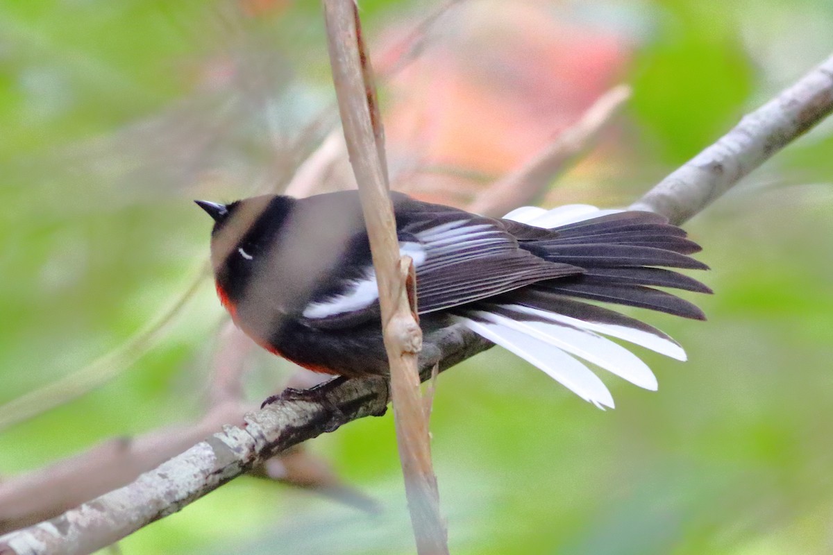 Painted Redstart - ML118953581